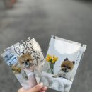 펫부띠끄 | 산책교감으로 강아지도 힐링하는 일산애견미용 멍부띠끄