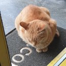 행복한그릇