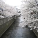 일본인의 축제, 벚꽃 하나미(花見) 이미지