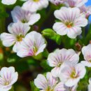 (횡성야생화분재)에서 찍은 다양한 봄꽃 사진들 이미지