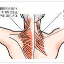 목 근육 해부 이미지