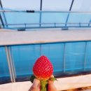 딸기애견 이미지