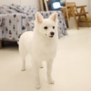 킹프림 애견샵 이미지