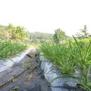 하늘이네 농장 이미지