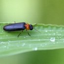 반딧불이 이미지