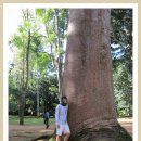 스리랑카 성지순례 10 - 페라데니야 식물원 이미지