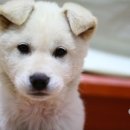 똥강아지 이미지