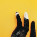 꼬리살랑 이미지