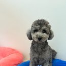 스틸블루 애견샵 | 청라 애견미용 어디갈지 고민된다면? 감성 블루 인테리어가 돋보였던 개설렘 후기💙