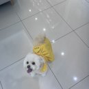 존스홉킨스 동물병원 이미지