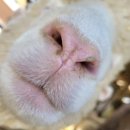 구강목장 이미지