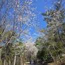 4월7일(월)영도 봉래산 흰여울해안길 남항대교 이미지