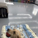 유림켄넬 이미지