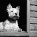 대한켄넬 이미지