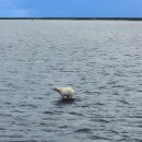 고래스크린 이미지