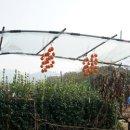 낙수농장 이미지