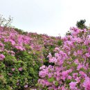 솔방울 산악회 제8차 보성 초암산 철쭉꽃 정기산행안내 이미지