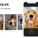 펫나우 이미지