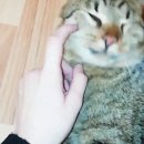 루니룬 Daum카페