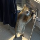 옥스 그루밍 이미지