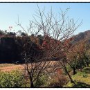 천도리양지마을 이미지