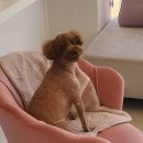 센트럴 펫살롱 이미지