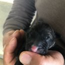 똥깡아지네 이미지