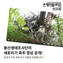 [브리핑] 2024/8/14 봉산생태조사단의 새호리기 육추 영상 공개! 이미지