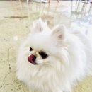 러블리독 이미지