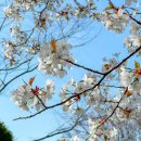 개화(아) 이미지