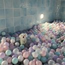 도그버디 이미지