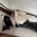 퍼스트 독 스쿨 이미지