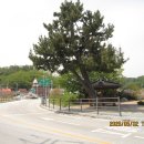 해파랑길 14차(25-2 + 26코스, 덕신해변-수산교-죽변항입구, 역진행) 이미지