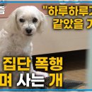 아 세나개 영상 보는데 존나 빡치네 이미지