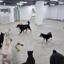 댕글벙글 이미지