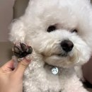 찌동찌동 이미지