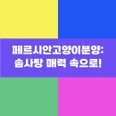 페르시안캣 | 페르시안고양이분양: 솜사탕 매력 속으로!