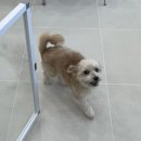 지금처럼 | 창원 반지동 새로생긴 애견미용샵 ‘지금처럼’ 내돈내산 솔직후기 / 꼭기사진 대방출🐶💘