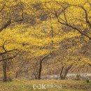 이천백사산수유