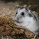 재화여관 이미지