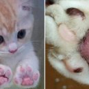 대전종합동물병원 이미지