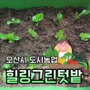 그린환경산업 | 2025 오산시 도시농업 힐링그린텃밭 신청 후기