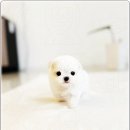 아이러브 독 이미지