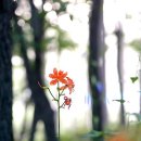 나무사이로 햇살이 이미지