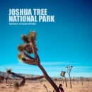메아리레포츠 | 우리부부의 첫 국립공원, 조슈아트리 국립공원(Joshua Tree National Park)