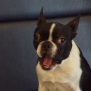 착한퍼피 이미지