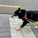 강아지호텔