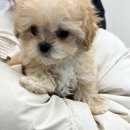 도그송 강아지분양 인천 송도점 이미지