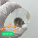 치키챱챱 | 길동 피부관리 치키챱챱 3세대 스킨플래닝 세라링 잘하는곳