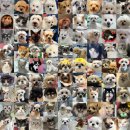 봄날동물병원 | 양천구동물병원 찾는 보호자님께 드리는 편지, 정착할 수 있는 2가지 기준(14년 차 수의사 작성)